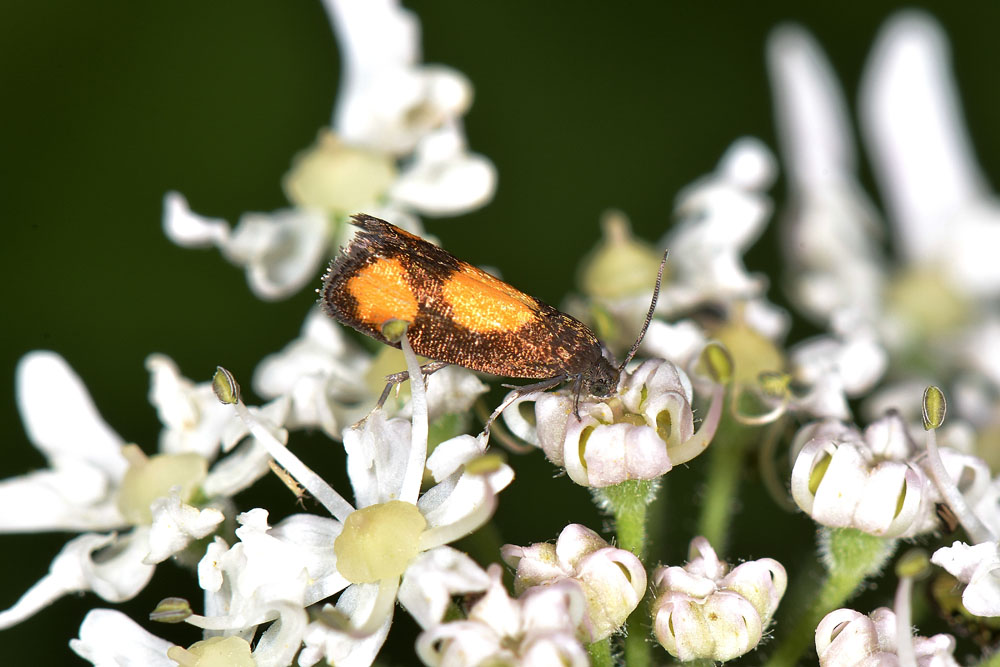 Farfallina su ombrellifera: Pammene aurana